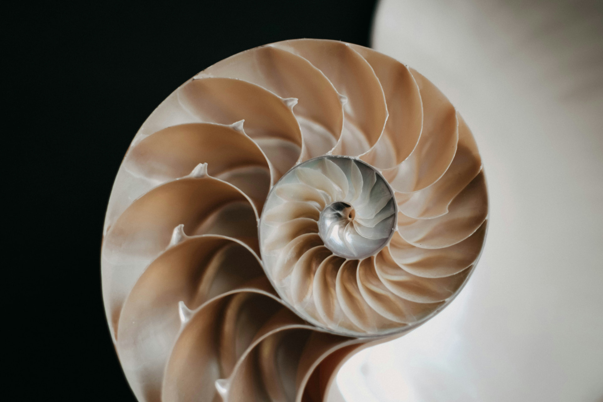 Cross-section of a nautilus shell revealing its spiral chambers